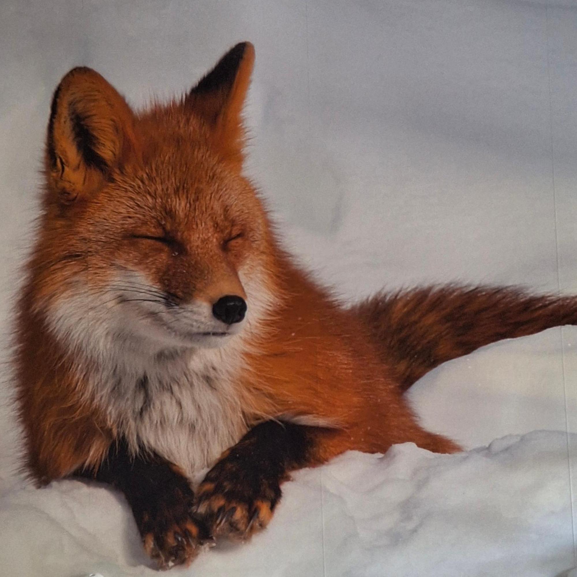 Le Renard'Or Bed & Breakfast Trois-Ponts Luaran gambar